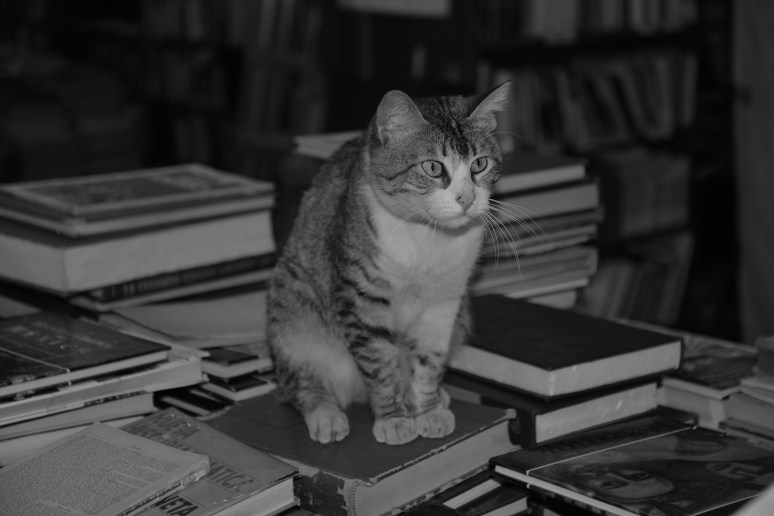 Bookshop Cat